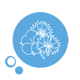 Ekstrakt z bawełny i bławatka